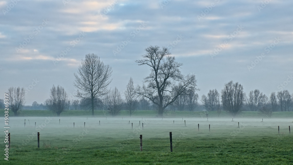 Fototapeta premium Misty meadow with bare willow and poplar trees under a cloudy winter sky in Oude Kalevallei nature reserve, Vinderhoute, Belgium 