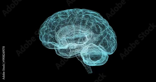 A rotating model of the brain spins smoothly in space, demonstrating a complex structure of neural connections. Seamless animation creates the effect of endless movement, immersing the viewer in the w
