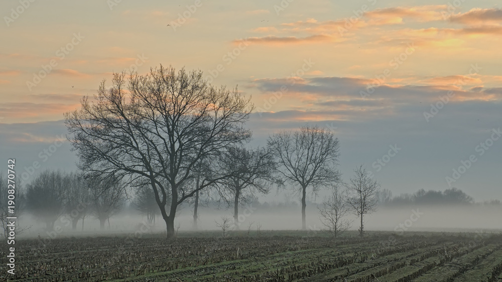 Fototapeta premium Misty field with bare trees under a colourful cloudy sky in Oude Kalevallei nature reserve, Vinderhoute, Belgium 