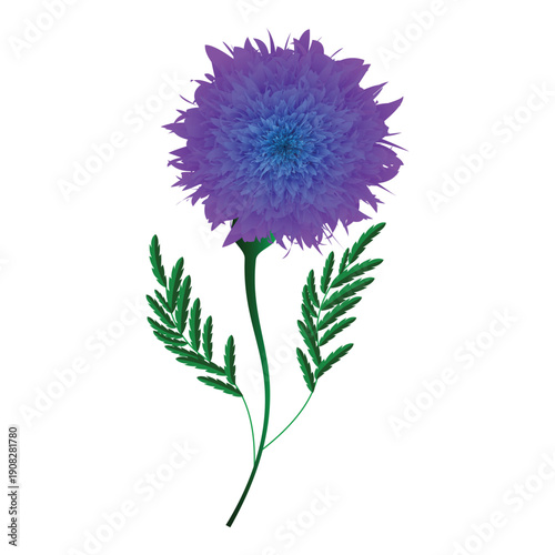 Vibrant Purple Cornflower Bloom
