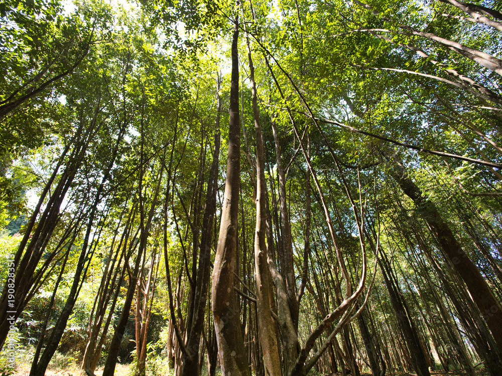 Fototapeta premium Agarwood tree in the plant,Perfume industry