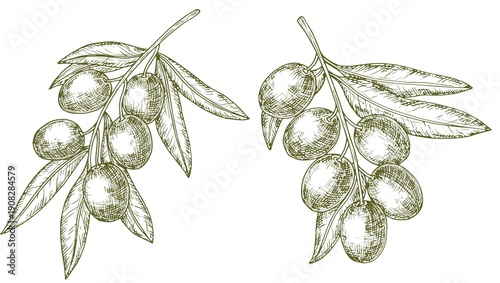 Hand-drawn olive branches with fruit and leaves