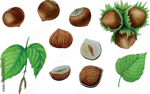 Vector hazelnut plant. White background. For your design