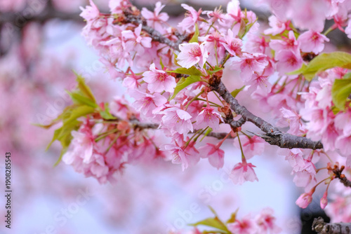 Fotografía Kawazu-zakura, the harbinger of spring