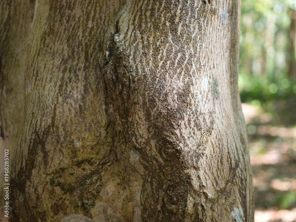 Obraz premium Agarwood tree in the plant,Perfume industry