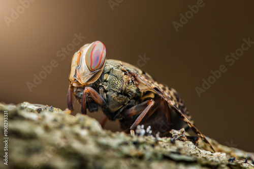 Fotografie Horsefly insect perching showing compound eyes macro