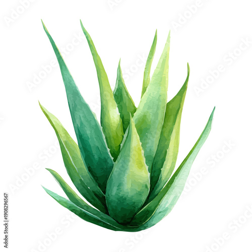 Aloe Vera, watercolor illustration vector, isolated on a white background.