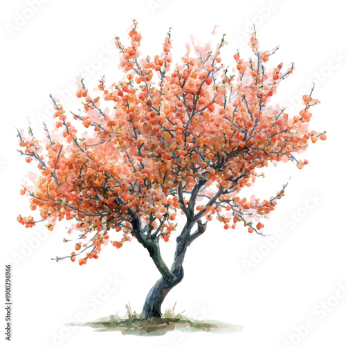 Apricot Tree, watercolor drawing vector, isolated on a white background.