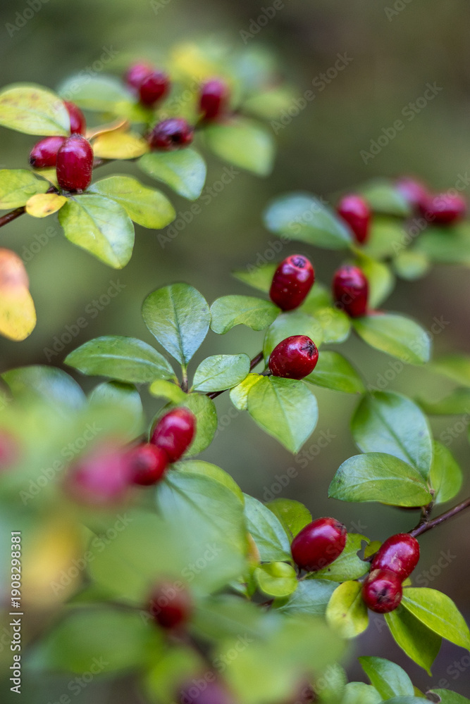 Obraz premium Red berries on a green bush in autumn