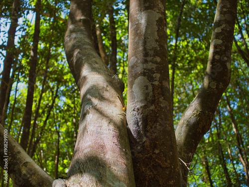 Obraz na płótnie Agarwood tree in the plant,Perfume industry