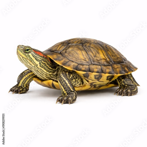 Realistic Turtle Walking Isolated on White Background Symbolizing Slow and Steady Progress