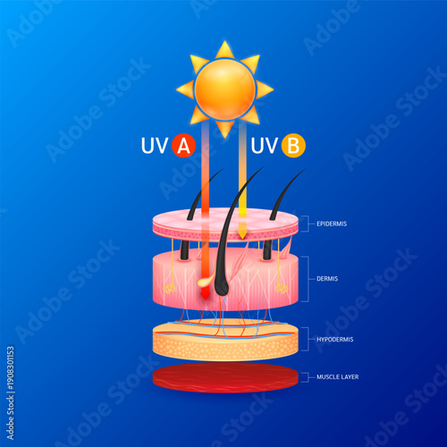 Red orange arrows light UVA UVB ultraviolet penetrate cell skin layers attacks. For design cosmetic products ads. Vector.
