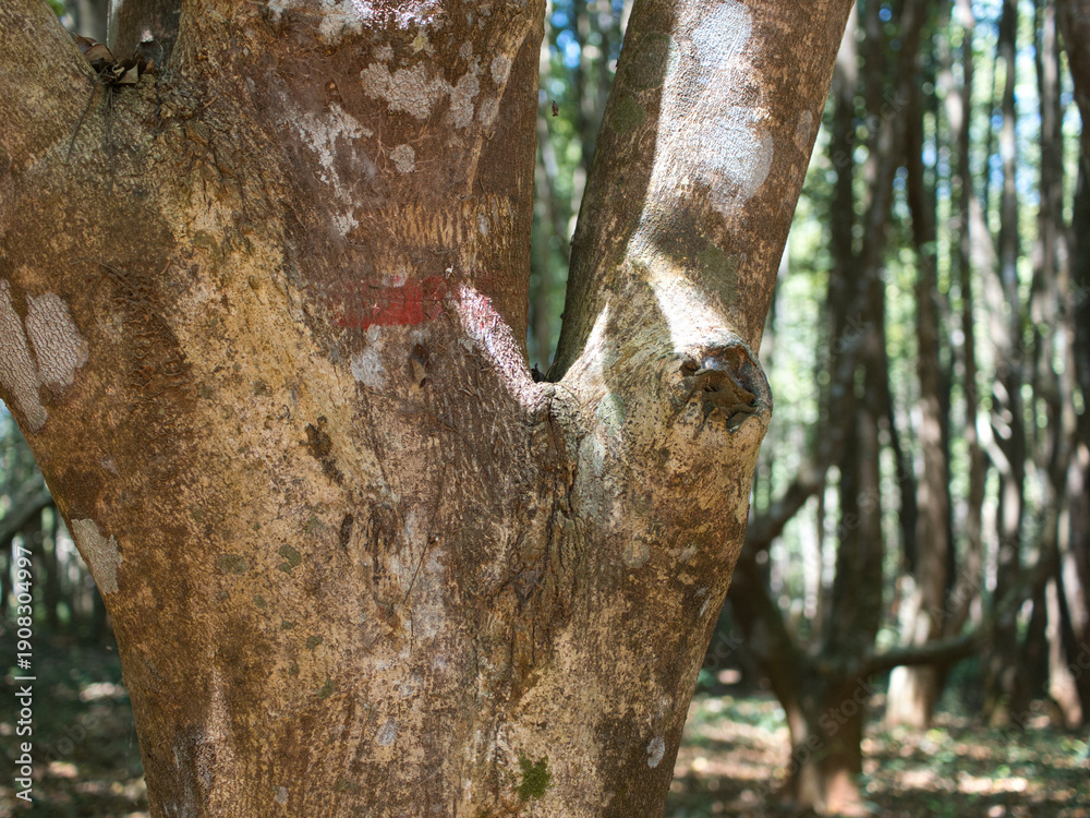 Obraz premium Agarwood tree in the plant,Perfume industry