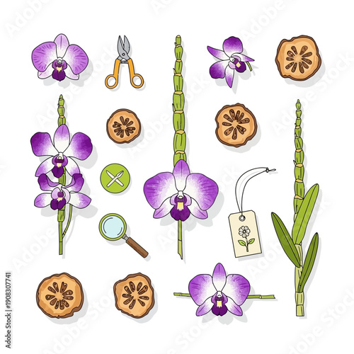 Orchid flowers botanical elements isolated on white with plants grass and tools