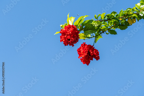red flower on blue sky background