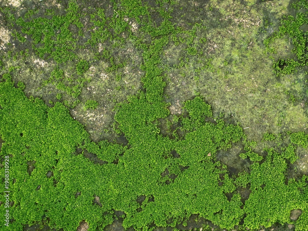 Obraz premium Vibrant green moss growing on old concrete wall surface. Perfect for background, nature concepts, and environmental themes