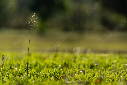 green grass with dew drops