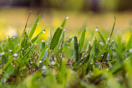 green grass with dew drops