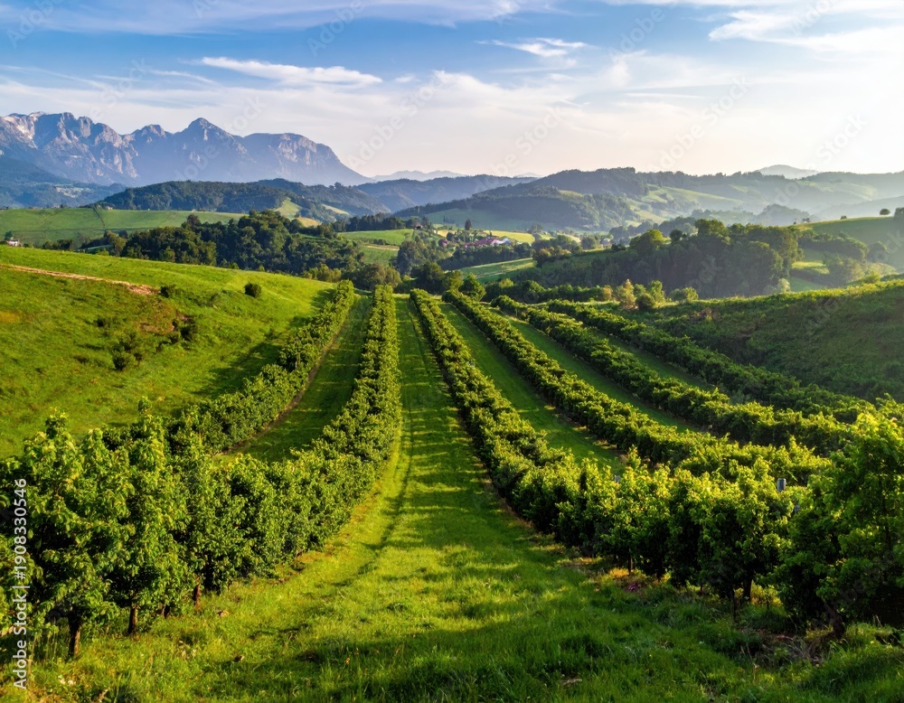 Naklejka premium Scenic Vineyard Landscape with Mountains and Blue Sky at Sunrise