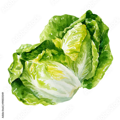 Lettuce, watercolor painting vector, isolated on a white background.