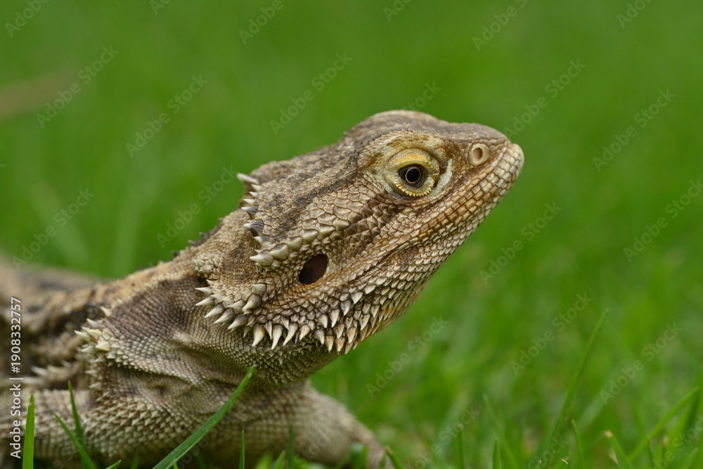 Obraz premium lizard on the grass