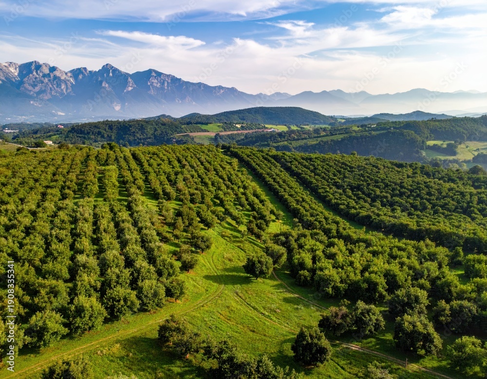 Naklejka premium Lush Orchard Landscape with Mountains Under Clear Blue Sky