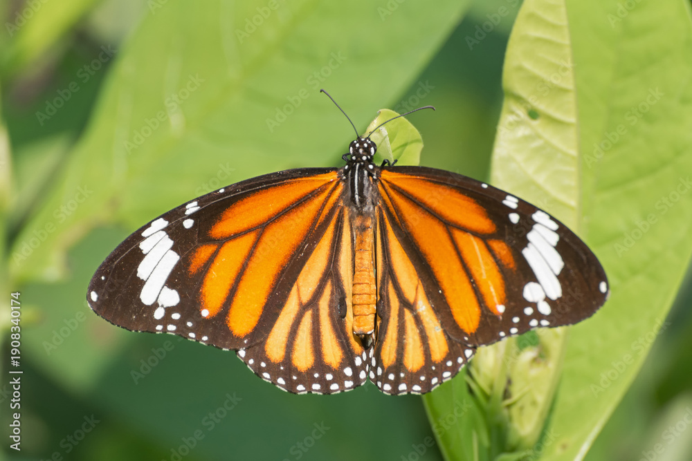Obraz premium A beautiful Common Tiger / Striped Tiger butterfly (Danaus genutia) is seated on the green leaf, close-up side view of colourful wings in a blurred green background, Indian Botanic Garden, West Bengal