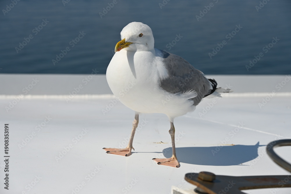 Obraz premium Möwe5