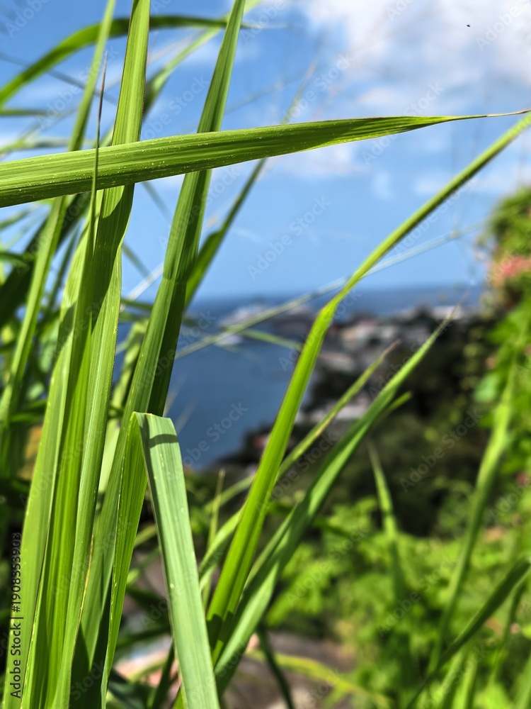 Fototapeta premium Tropical coastline view through vibrant green grass blades under a blue sky
