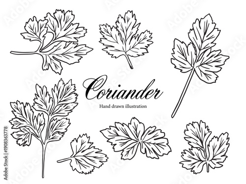 Hand drawn Botanical Coriander herb outline drawing illustration