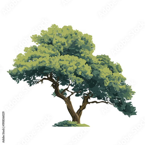 Juniper Tree flat vector illustration in a modern and simple 2D style, placed on a white background.