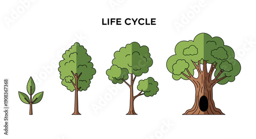 Tree Life Cycle Stages: Seedling to Mature Tree