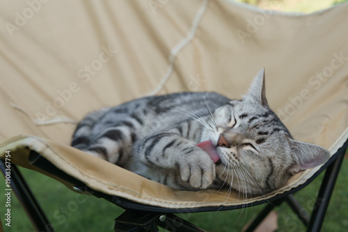 Fényképezés A lazy, gray, and white stray cat was found grooming itself by licking itself clean on a camping chair on the lawn of a park
