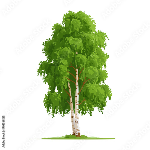 A simple and modern flat 2D vector of a Birch Tree, isolated on a pure white background.