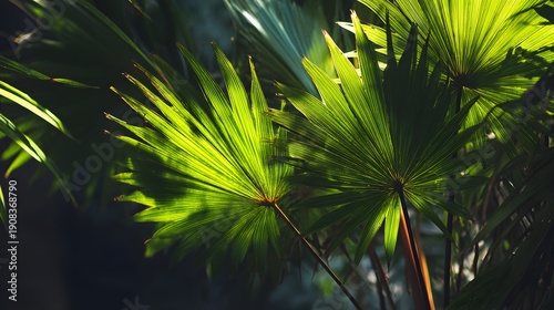 Lush Green Palm Leaves Illuminated by Golden Sunlight in Tropical Forest.