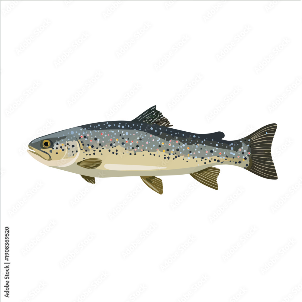 Fototapeta premium Flat 2D minimalist illustration of a Trout, modern vector design with white background.