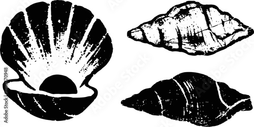 black and white seashell illustrations vintage hand drawn ocean shells collection with detailed line art