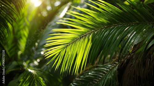 Lush Green Palm Fronds Bathed in Golden Sunlight.