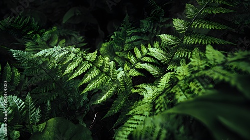 Lush Green Ferns Bathed in Sunlight in a Dark Forest.