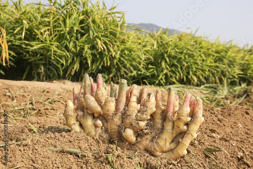Freshly Dug Ginger Root in Luoping, Yunnan Mountain Field