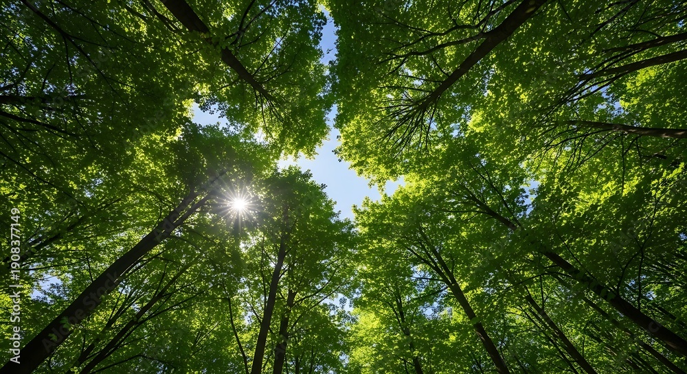 Obraz premium Tall trees with green leaves reaching towards bright sky in forest
