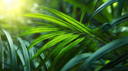 Lush Green Tropical Palm Leaves Bathed in Golden Sunlight.