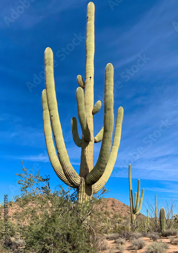 Saguaro National Park is a national park in Pima County in southern Arizona