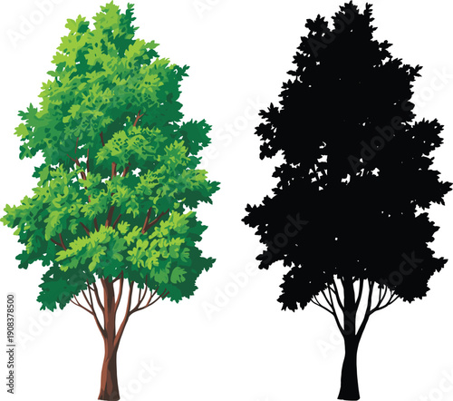 Green leafy tree illustration and black silhouette comparison isolated on white background for design, nature concepts, vector art, seasonal foliage usage stock photography
