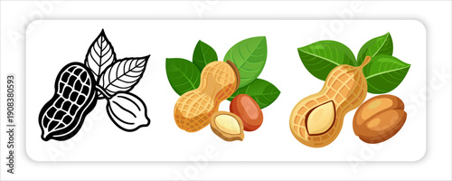 Peanuts and Groundnuts Botanical Illustration Set