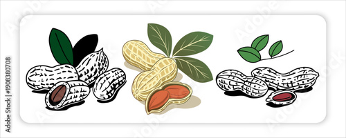 Peanuts and Groundnuts Botanical Illustration Set