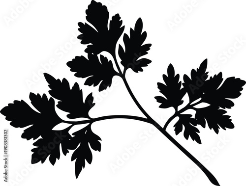 Parsley twig silhouette vector