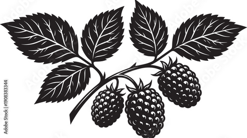 Blackberry Botanical Silhouette Illustration, Wild Berry Branch With Leaves Organic Fruit Vector Design For Packaging Branding Label Market