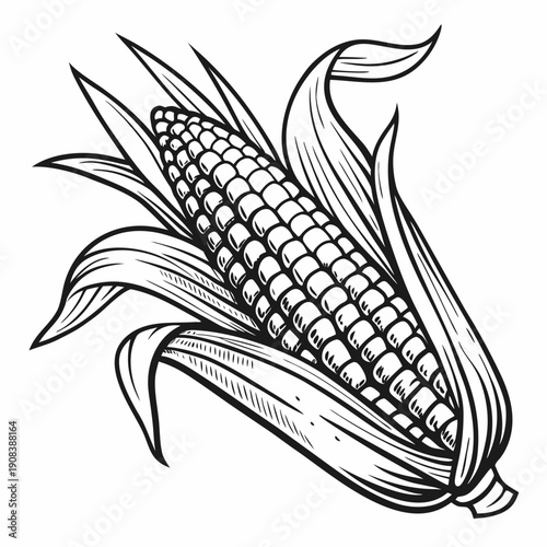 Hand-drawn corn on the cob illustration with husk and kernels in black and white. Non editable stroke