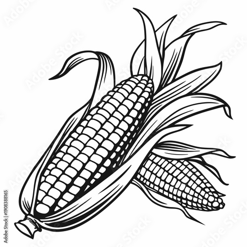 Hand-drawn corn on the cob illustration with husk and kernels in black and white. Non editable stroke